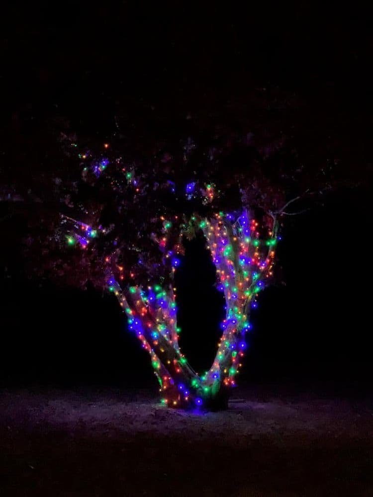 Colorful Christmas lights illuminate a tree at night in a festive outdoor setting.